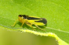 Evacanthus interruptus