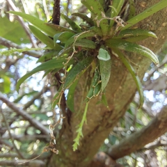 Zygostates alleniana