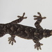 Tawa Gecko - Photo (c) Hi tanioka, some rights reserved (CC BY-SA)