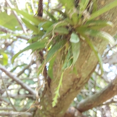 Zygostates alleniana
