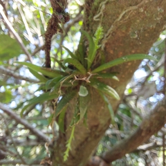 Zygostates alleniana