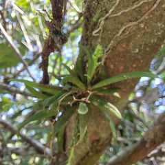 Zygostates alleniana