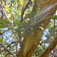 Zygostates alleniana