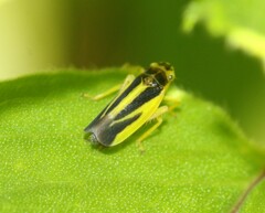 Evacanthus interruptus