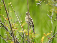 Saxicola maurus