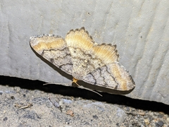 Macaria adonis