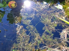Myriophyllum aquaticum