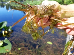 Myriophyllum aquaticum