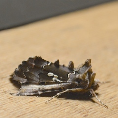 Autographa corusca