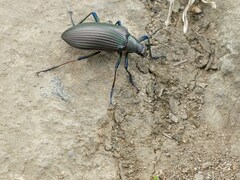 Andocamaria formosana