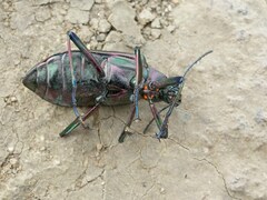 Andocamaria formosana
