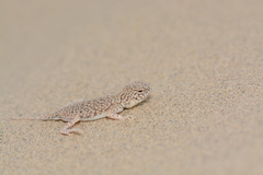 Bufoniceps laungwalaensis