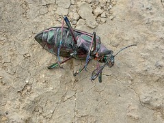 Andocamaria formosana