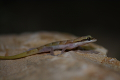 Microgecko persicus