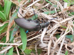 Andocamaria formosana
