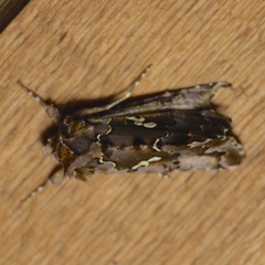 Autographa corusca