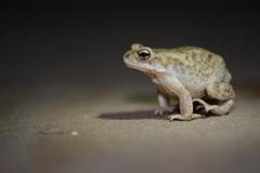 Duttaphrynus stomaticus