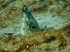 Ophichthus altipennis