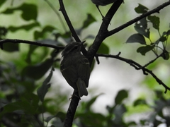Phylloscopus claudiae