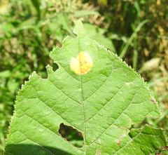 Polystigma fulvum