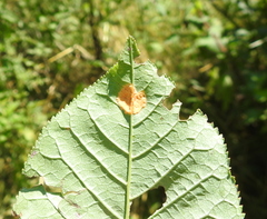 Polystigma fulvum