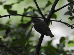 Phylloscopus claudiae