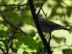 Phylloscopus claudiae