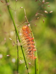 Acronicta auricoma