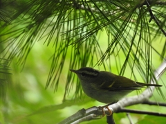 Phylloscopus claudiae