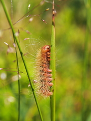Acronicta auricoma
