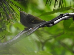 Phylloscopus claudiae