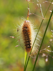 Acronicta auricoma