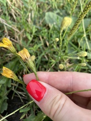 Scorzoneroides autumnalis