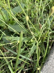 Scorzoneroides autumnalis