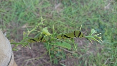 Papilio demodocus