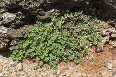 Euphorbia garanbiensis