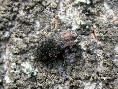 Poecilonota variolosa