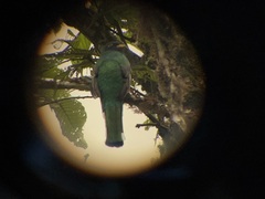 Trogon personatus