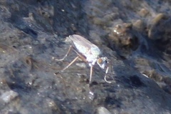 Hydrophorinae