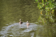 Anas fulvigula image