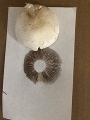 Agaricus andrewii