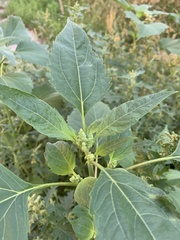 Cyclachaena xanthiifolia