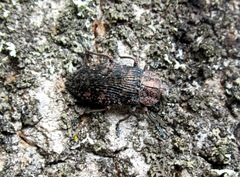 Poecilonota variolosa