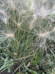 Hordeum jubatum