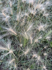 Hordeum jubatum