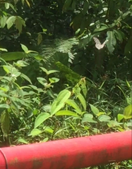 Ideopsis gaura perakana