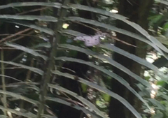 Ideopsis gaura perakana