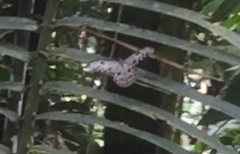 Ideopsis gaura perakana