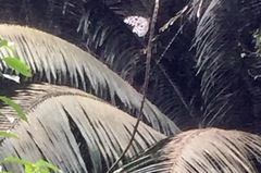 Ideopsis gaura perakana