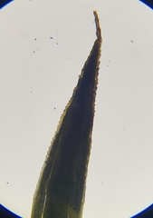 Polytrichum formosum